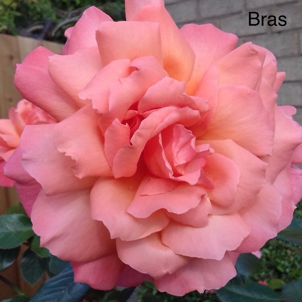Bras